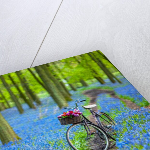 Bicycle in spring forest by Assaf Frank